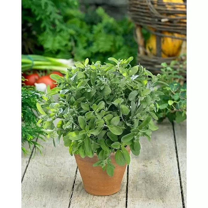 Mejorana - Origanum majorana, Tamaño de maceta: 10 cm - Foto ambiente