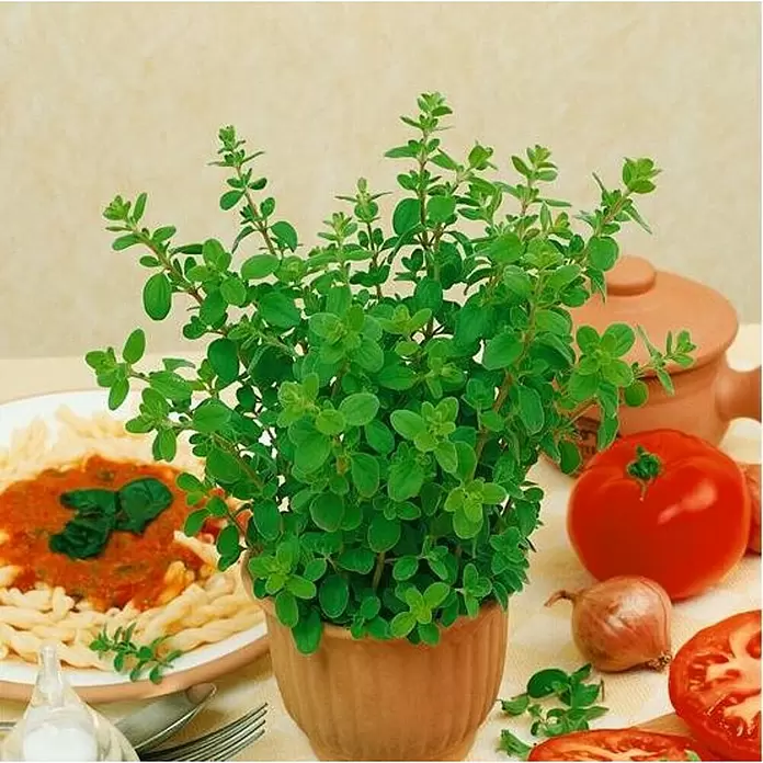 Mejorana - Origanum majorana, Tamaño de maceta: 10 cm - Foto ambiente