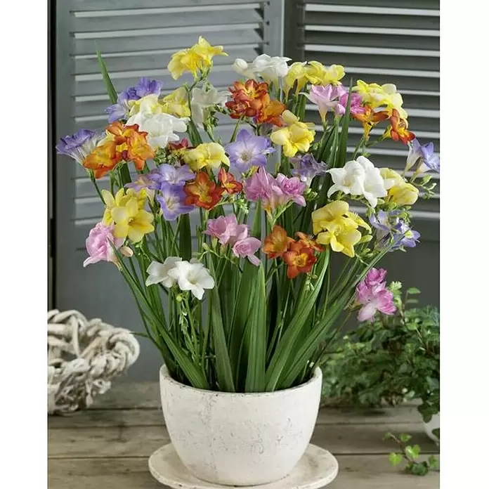 Fresia - Freesia, Tamaño de maceta: 14 cm - Foto ambiente