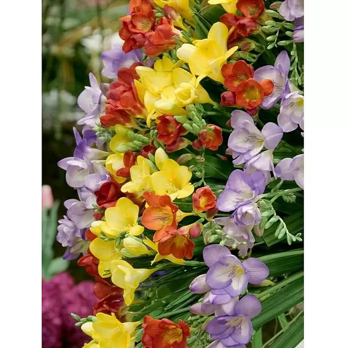 Fresia - Freesia, Tamaño de maceta: 14 cm - Foto ambiente