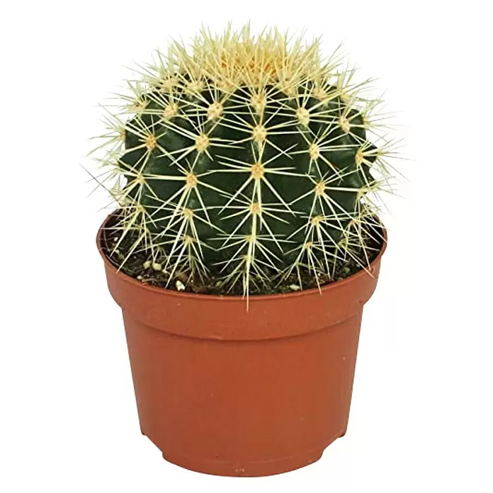 Cactus - Echinocactus Grussoni , Tamaño de maceta: 15 cm - Vista frontal