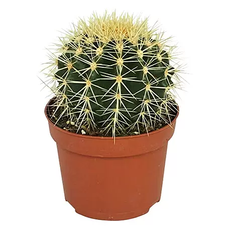 Cactus