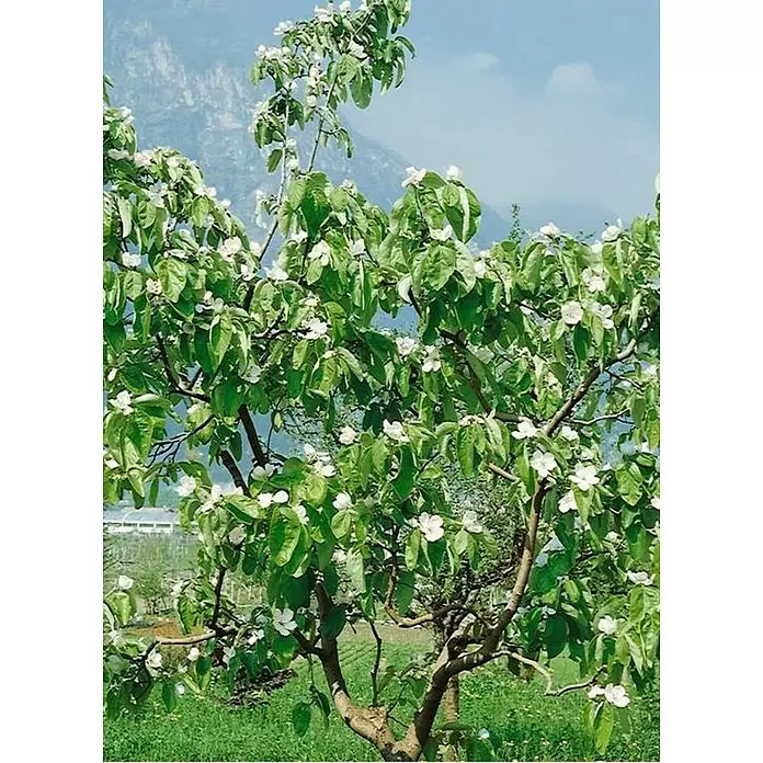 Membrillo - Cydonia oblonga, Tamaño de maceta: 24 cm - Foto ambiente