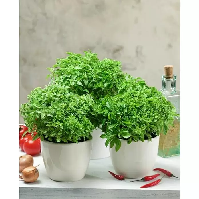 Piardino Albahaca - Ocimum basilicum, Tamaño de maceta: 11 cm - Foto ambiente