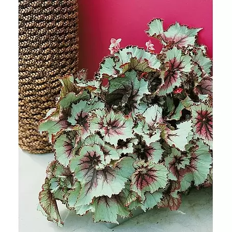 Begonia