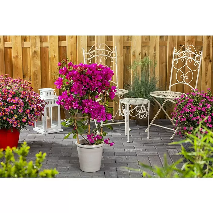 Piardino Drillingsblume - Bougainvillea, Spalier, Topfgröße: 17 cm, Sortenabhängig - Stimmungsaufnahme