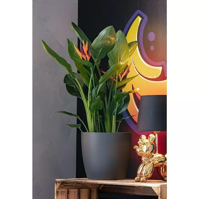 Elho Brussels Übertopf rund - Außenmaß (Ø x H): 14 x 13 cm, Anthrazit, Glänzend - Stimmungsaufnahme