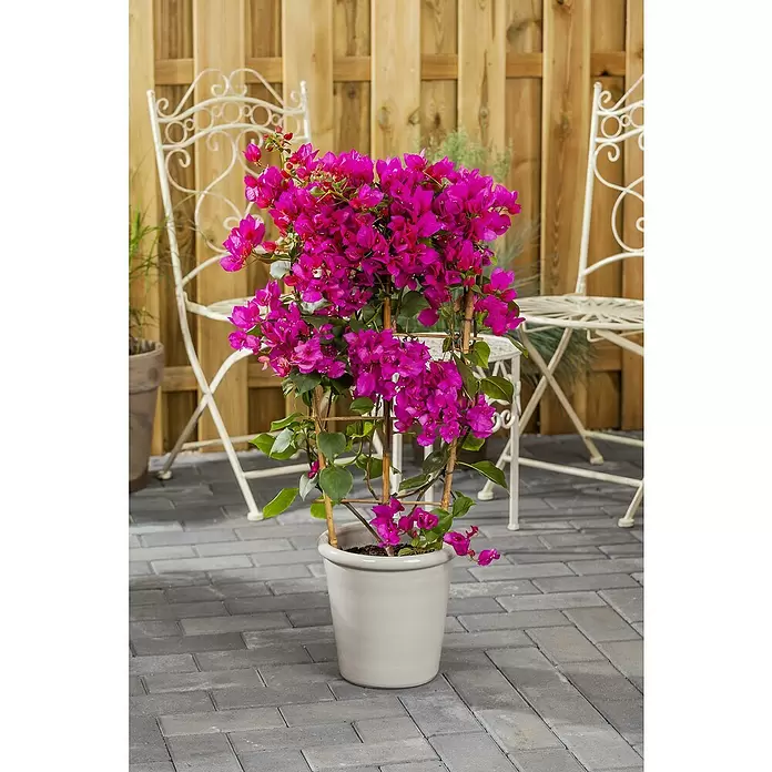 Piardino Drillingsblume - Bougainvillea spectabilis, Spalier, Topfgröße: 21 cm, Sortenabhängig - Stimmungsaufnahme