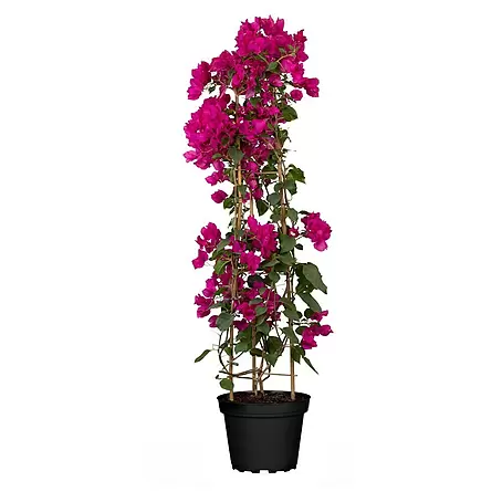 Piardino  Drillingsblume