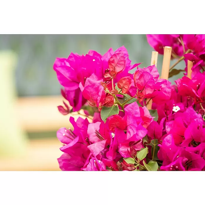 Piardino Drillingsblume - Bougainvillea, Spalier, 2-färbig, Topfgröße: 21 cm - Detailaufnahme