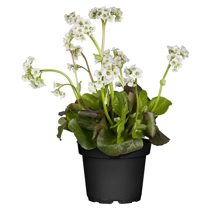 Piardino Bergenie - Bergenia cordifolia, Rosa, 14 cm - Vorderansicht