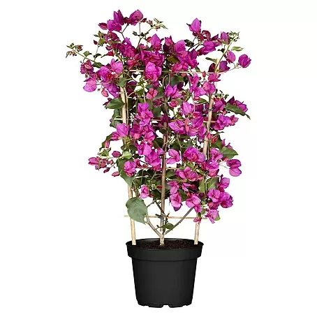 Piardino  Drillingsblume