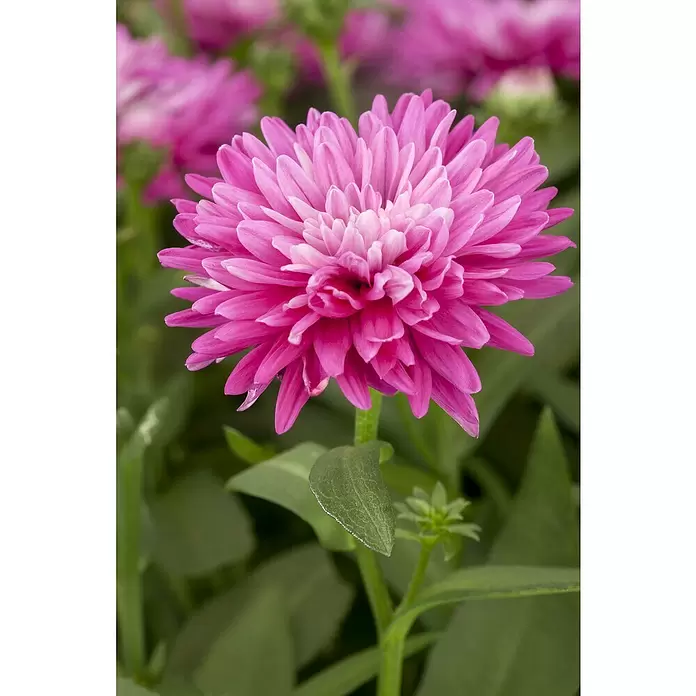 Piardino Áster de Escocia - Tamaño de maceta: 13 cm - Primer plano