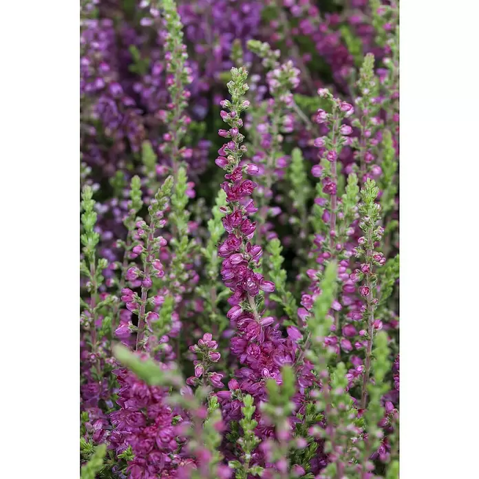 Besenheide 'Red Sun' - Calluna vulgaris, Topfgröße: 11 cm, Rot - Detailaufnahme