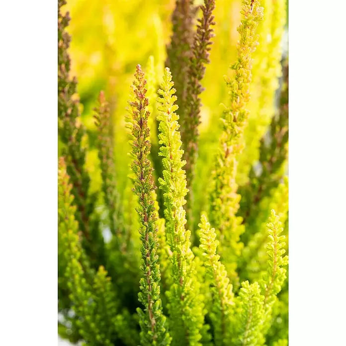 Besenheide Skyline Trio - Calluna vulgaris, Topfgröße: 11 cm, 3-farbig - Detailaufnahme