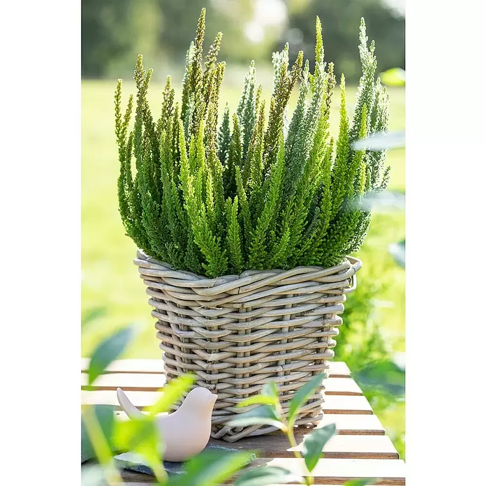 Besenheide Skyline Trio - Calluna vulgaris, Topfgröße: 11 cm, 3-farbig - Stimmungsaufnahme