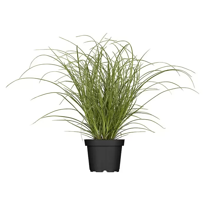 Piardino Ziergras - Carex brunnea 'Variegata', Topfgröße: 19 cm - Vorderansicht