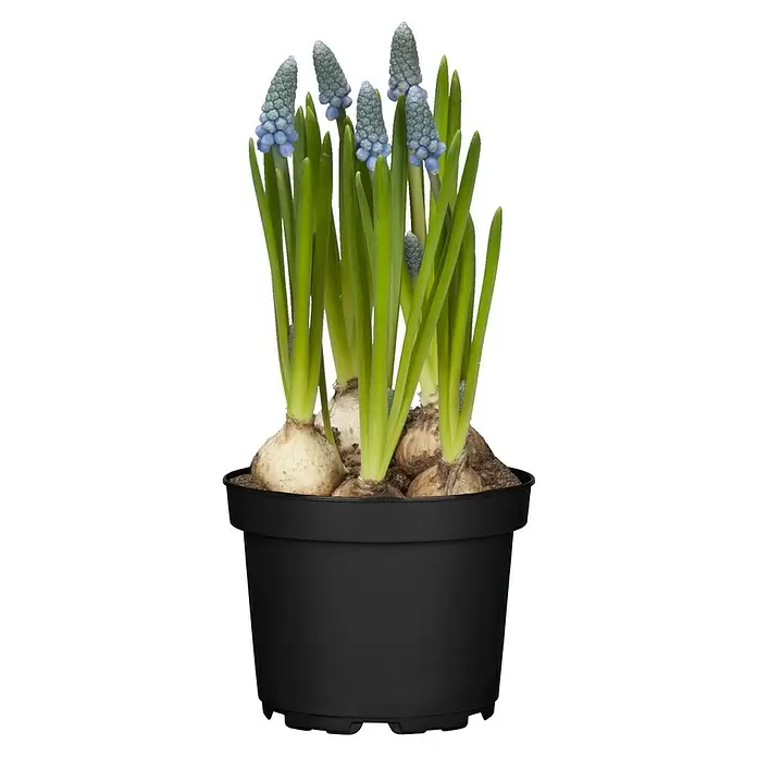 Piardino Frühlingsblumenzwiebeln - Muscari armeniacum 'Blue Magic', Blau - Vorderansicht