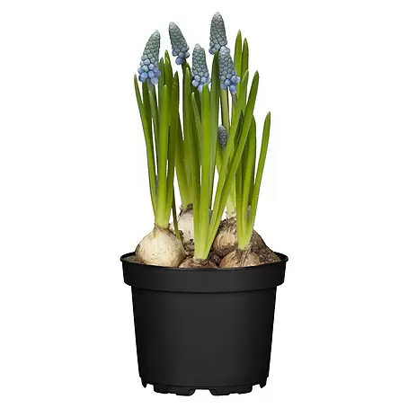 Piardino  Frühlingsblumenzwiebeln