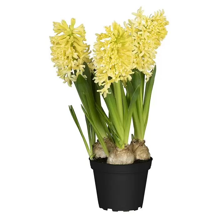 Piardino Frühlingsblumenzwiebeln 'Gipsy Princess' - Hyacinthus orientalis 'Gipsy Princess', Gelb - Vorderansicht