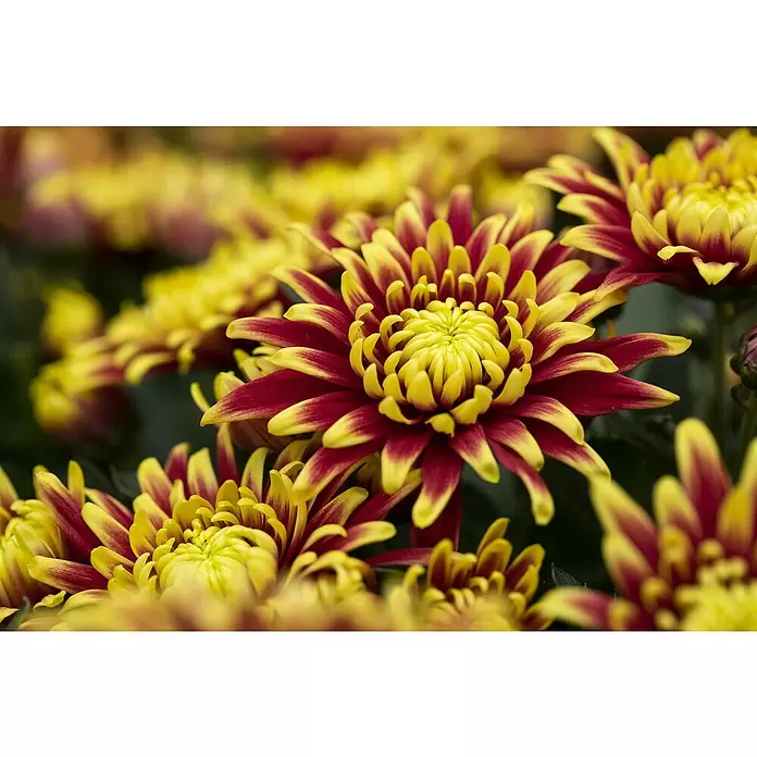 Piardino Herbst-Chrysantheme - Dendranthema Hybride, Topfgröße: 14 cm, Zweifarbig sortenabhängig - Detailaufnahme