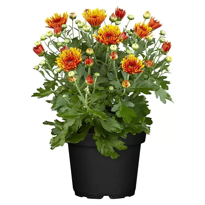Piardino Herbst-Chrysantheme - Dendranthema Hybride, Topfgröße: 14 cm, Zweifarbig sortenabhängig - Vorderansicht