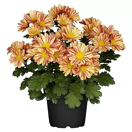 Piardino  Herbst-Chrysantheme