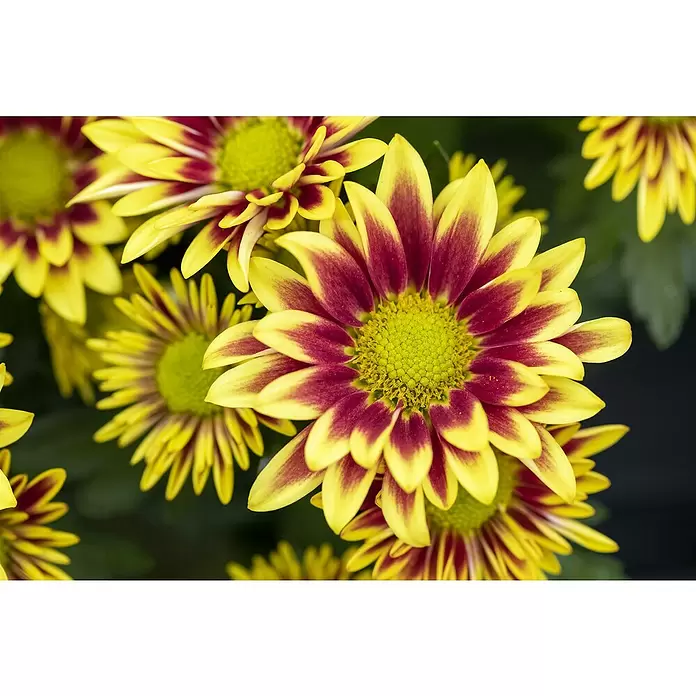 Piardino Herbst-Chrysantheme - Dendranthema Hybride, Topfgröße: 14 cm, Zweifarbig sortenabhängig - Detailaufnahme