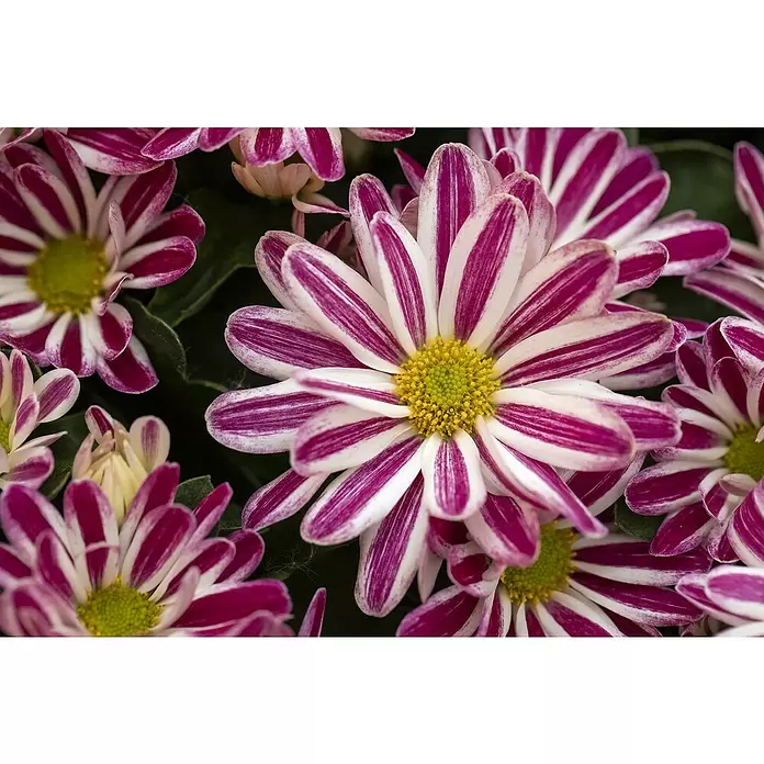 Piardino Herbst-Chrysantheme - Dendranthema Hybride, Topfgröße: 14 cm, Zweifarbig sortenabhängig - Detailaufnahme
