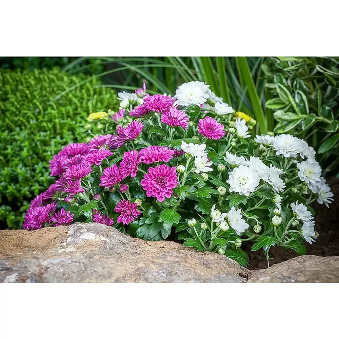 Piardino Crisantemo - Tamaño de maceta: 26 cm - Foto ambiente