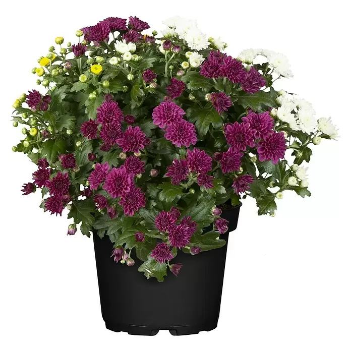 Piardino Crisantemo - Tamaño de maceta: 26 cm - Vista frontal