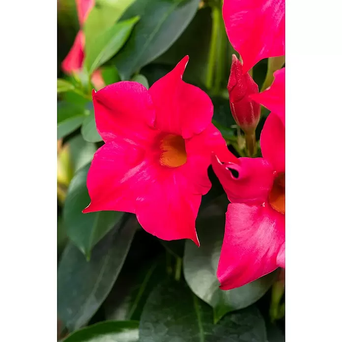 Piardino Dipladenia - Dipladenia sanderi, Topfgröße: 19 cm, Rot - Detailaufnahme