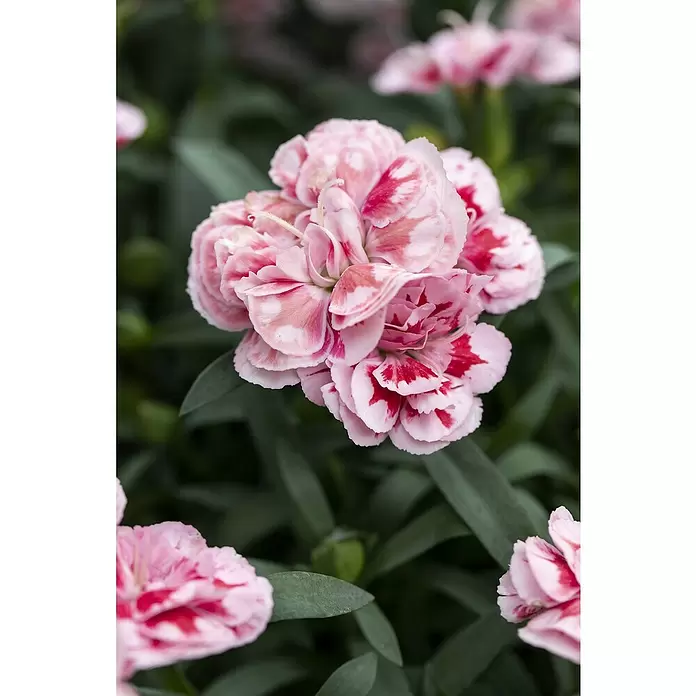 Piardino Clavel - Dianthus caryophyllus 'Trio', Tamaño de maceta: 20 cm, En función de la variedad - Primer plano