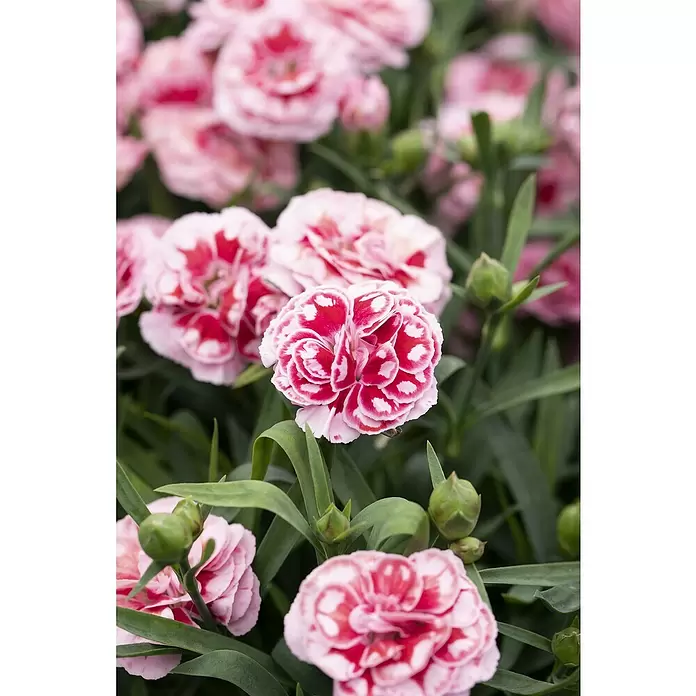 Piardino Clavel - Dianthus caryophyllus, Tamaño de maceta: 15 cm, En función de la variedad - Primer plano