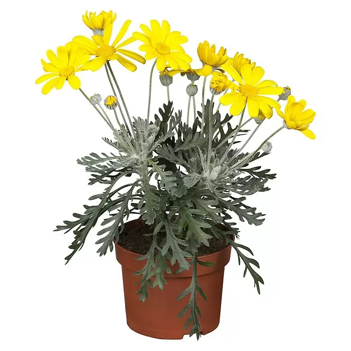 Piardino Margarita Amarilla - Euryops pectinatus, Tamaño de maceta: 14 cm - Vista frontal