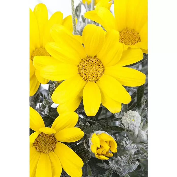 Piardino Margarita Amarilla - Euryops pectinatus, Tamaño de maceta: 14 cm - Primer plano