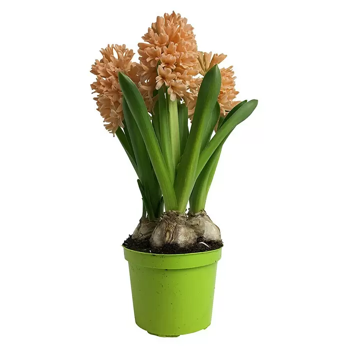 Piardino Frühlingsblumenzwiebeln 'Gipsy Queen' - Hyacinthus orientalis 'Gipsy Queen', Mehrfarbig - Vorderansicht