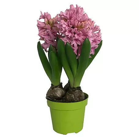 Piardino  Frühlingsblumenzwiebeln 'Pink Pearl'