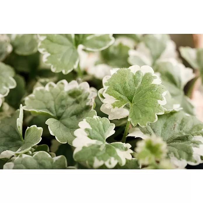 Piardino Gundermann - Glechoma hederacea, Blütenfarbe: Violett - Detailaufnahme