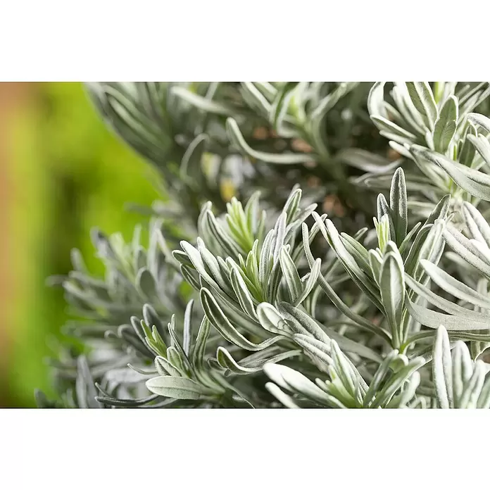 Piardino Lavanda - Tamaño de maceta: 25 cm - Primer plano