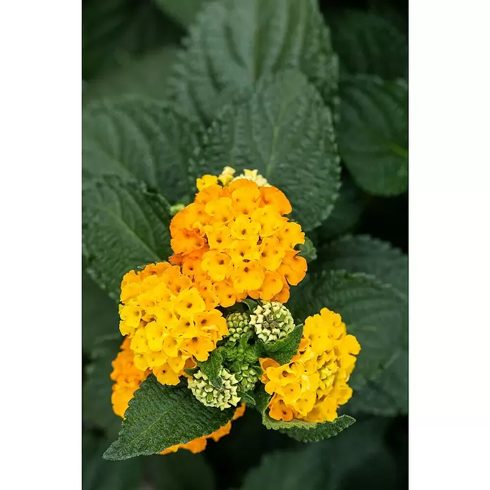 Piardino Lantana - Lantana camara, Tamaño de maceta: 13 cm - Primer plano