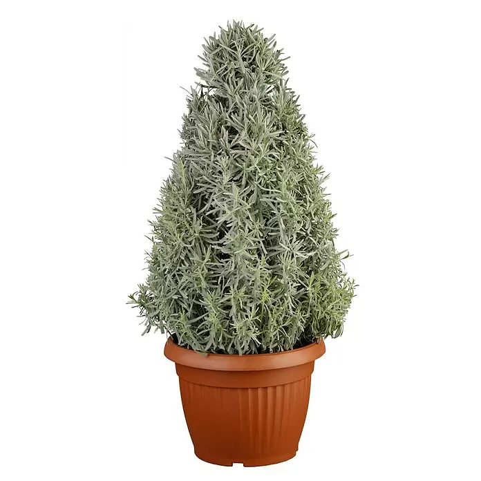 Piardino Lavanda - Tamaño de maceta: 25 cm - Vista frontal