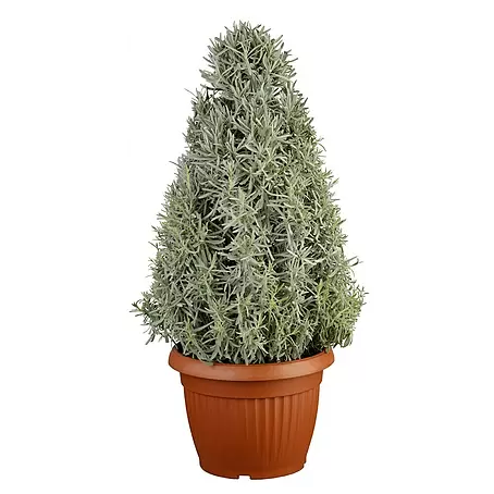 Piardino  Lavanda