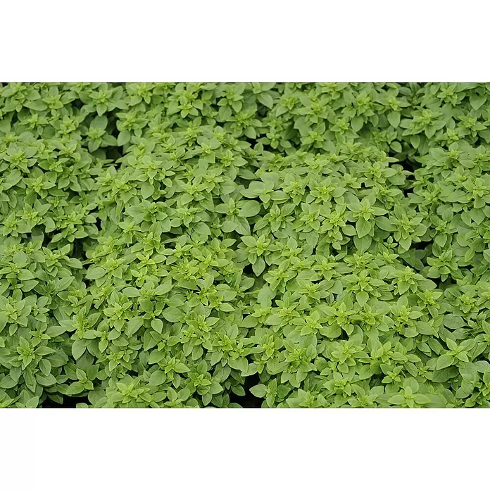 Blu Bio Oregano - Origanum vulgare - Detailaufnahme