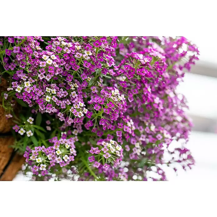Piardino Lobularia - Lobularia maritima, Tamaño de maceta: 12 cm, En función de la variedad - Primer plano