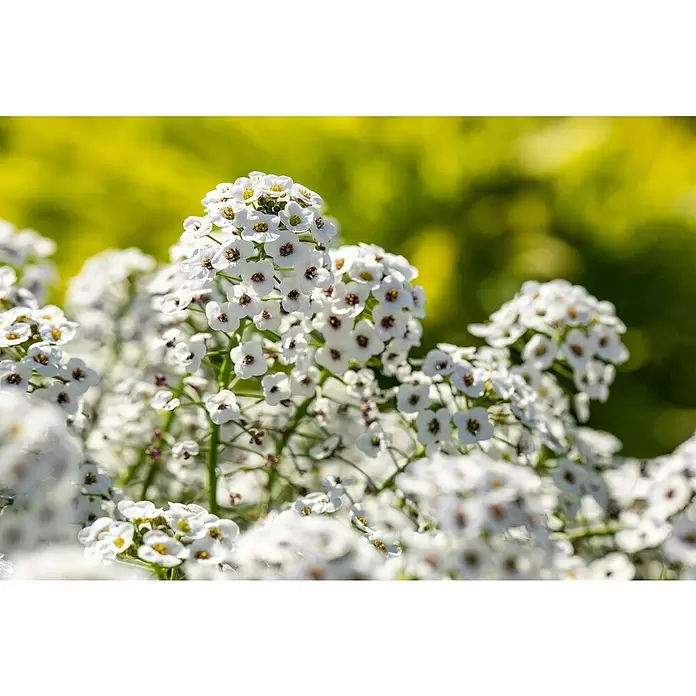 Piardino Lobularia - Lobularia maritima, Tamaño de maceta: 12 cm, En función de la variedad - Primer plano