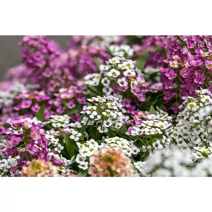 Piardino Lobularia - Lobularia maritima, Tamaño de maceta: 12 cm, En función de la variedad - Primer plano
