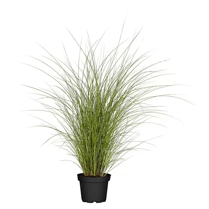 Piardino Garten-Chinaschilf - Miscanthus sinensis 'Gracillimus', Topfgröße: 19 cm - Vorderansicht
