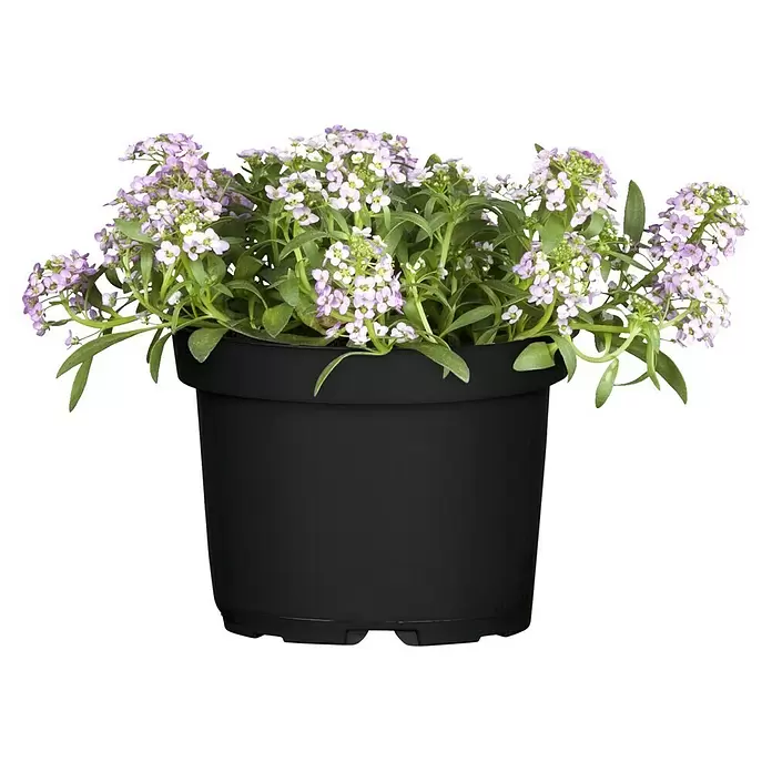 Piardino Lobularia - Lobularia maritima, Tamaño de maceta: 12 cm, En función de la variedad - Vista frontal