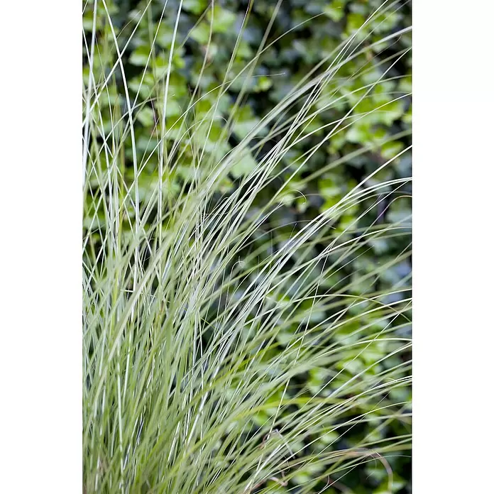 Piardino Garten-Chinaschilf - Miscanthus sinensis 'Gracillimus', Topfgröße: 19 cm - Detailaufnahme